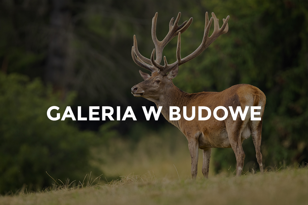 galeria-w-budowie